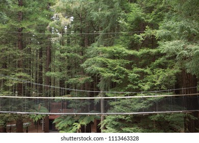 Redwoods Treewalk In Whakarewarewa Forest In New Zealand