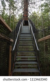 Redwoods Treewalk In Whakarewarewa Forest In New Zealand