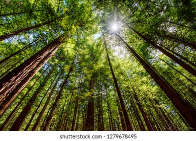 The Redwoods – Whakarewarewa Forest (Rotorua)