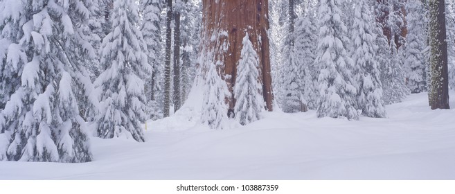 Redwoods And Winter Snow In The Giant Forest, Sequoia National Park, California