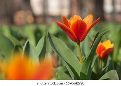 Red-yellow border tulips on a flowerbed in a park of Ukraine. An early variety of Dutch tulips.