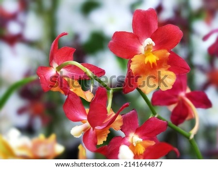 Red-yellow Cumbria orchid flowers, macro photography, selective focus, horizontal orientation