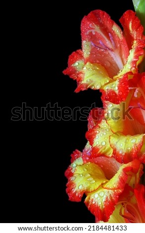 red-yellow gladiolus flowers in water drops on black