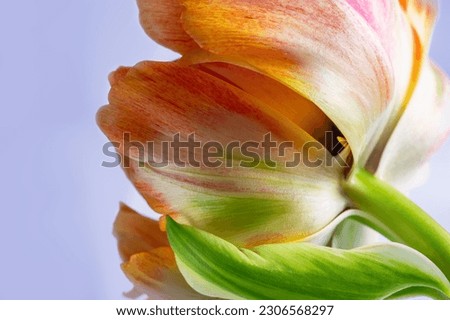 red-yellow tulip with a green leaf in a watercolor style on a blue background