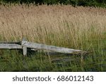 Reed 