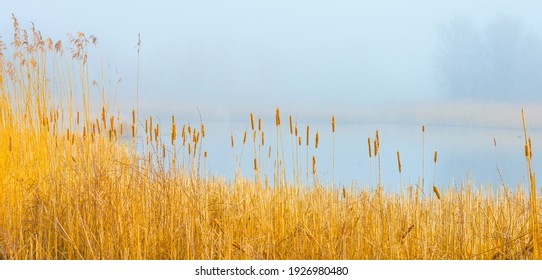 Reed along the misty edge of a lake in wetland in bright foggy sunlight in winter, Almere, Flevoland, The Netherlands, February 28, 2021