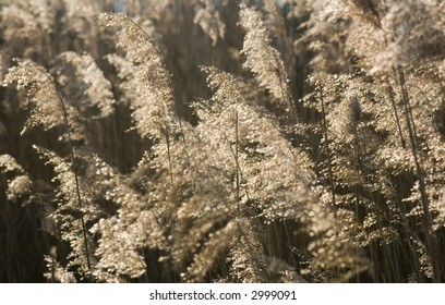 Reed background (backlit)