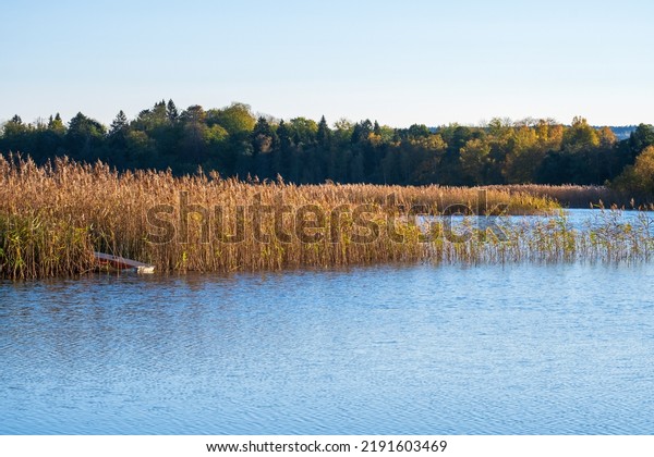 Reed bed with a boat\
in a lake in autumn