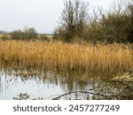 Reed bed in the flooded marshland at Combe Valley wildlife area near Bexhill, East Sussex, England