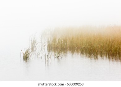 Reed Bed In Foggy Seascape