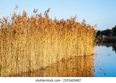 Reed Bed In A Lake In Sunshine