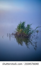 Reed Beds By The Lake In The Early Morning