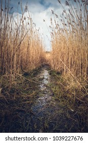 Reed Beds In Hail Cornwall England Uk 