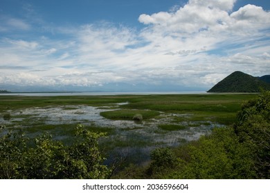 Reed Beds On Lake Skadar, Montenegro