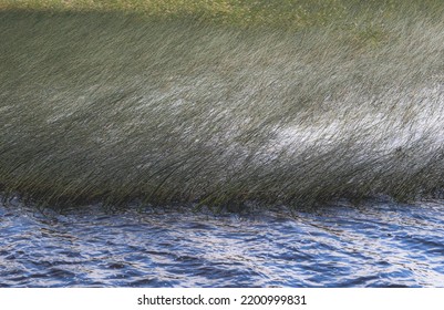 Reed Beds On The Shore Of The Lake