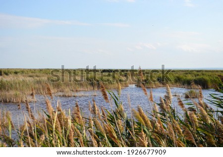 Reed Belt at Lake Neusiedl in Burgenland, Austria Stock photo © 