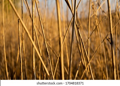 reed by the river, the rays of the setting sun fall on a reed
