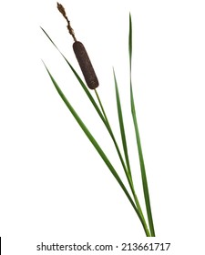 Reed Cattail Plant Isolated On White Background