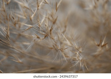 reed close-up photo for wallpaper - Powered by Shutterstock