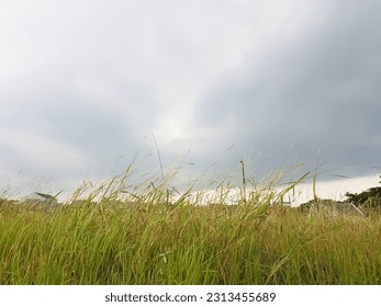 Reed is a common name for several tall, grass-like plants of wetlands. - Powered by Shutterstock