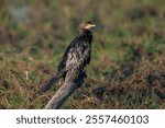 The reed cormorant (Microcarbo africanus), also known as the long-tailed cormorant, is a bird in the cormorant family Phalacrocoracidae.