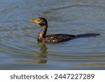 A Reed Cormorant, Microcarbo africanus, swimming in a small birding lake in the Witwatersrand Botanical Gardens, South Africa, with its red eye clearly visible