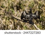 A Reed Cormorant, Microcarbo africanus, with its wings spread, to dry itself after hunting, in the Witwatersrand Botanical Gardens of South Africa