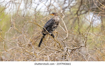 Reed Cormorant Perched In Twiggy Tree 