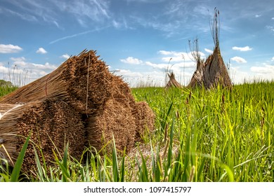 Reed drying for roofing near the lake with pyramid reed stacks on the fields in the marshlands of holland. In the background clear blue sky with white pile wicks and fresh spring colors
