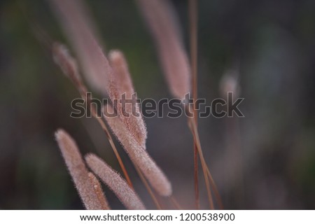 Reed flower seed from a plant in a brown nature field environment. Braunschweig, Germany