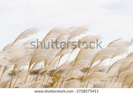 Reed flowers floating in the wind