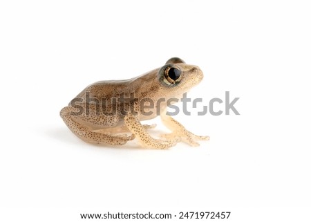 Reed frog froglet in the process of metamorphosis, Heterixalus alboguttatus 