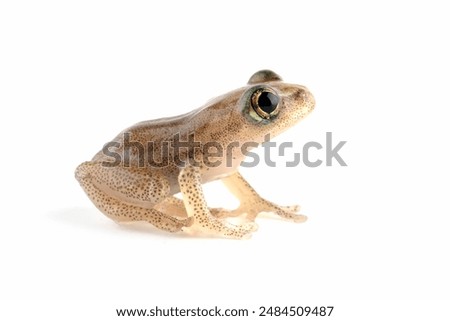 Reed frog froglet in the process of metamorphosis, Heterixalus alboguttatus 