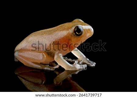 Reed frog froglet in the process of metamorphosis, Froglet Heterixalus alboguttatus 