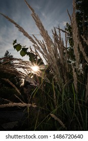 Reed grass in the back light of the setting sun.