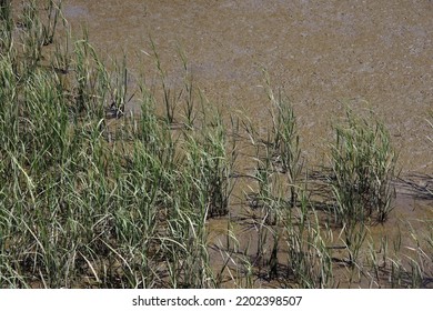 Reed Grass In Brackish Water