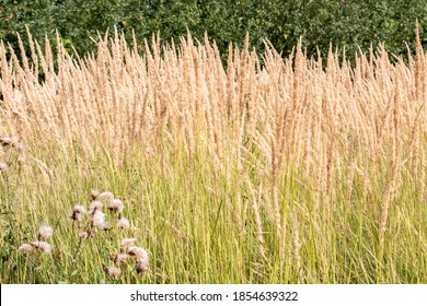 Reed Grass (Calamagrostis Acutiflora, Karl Foerster Grass) In The Field