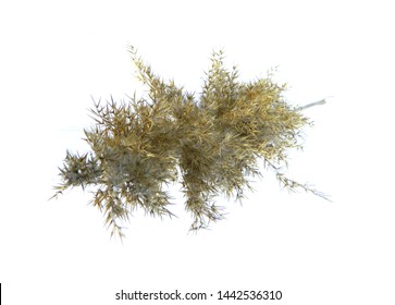                                reed isolated on white background - Powered by Shutterstock