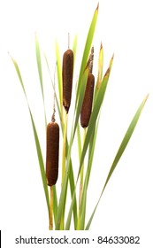 Reed it is isolated on a white background.