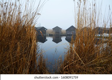 Reed at Lake Neusiedl in Burgenland Austria during winter