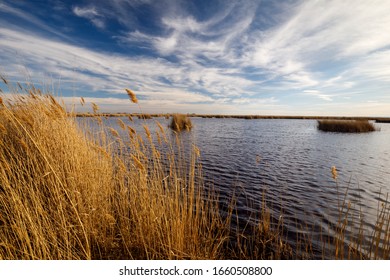 reed at lake neusiedl under blue sky in summer