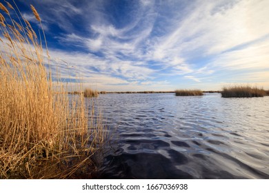 reed at lake neusiedl under blue sky in summer