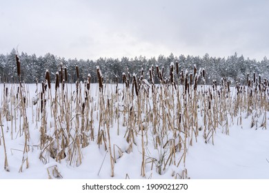 Reed (Latin: Typha latifolia). Dried overblown cattail in snowy background. Majestic plants towering in the Nordic nature. Frozen winter landscape with bulrush in Estonia, Europe