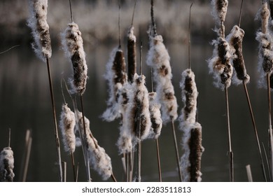 Reed mace in early spring. Dry Cattail. Bulrush. Spikes with Fluff.  - Shutterstock ID 2283511813