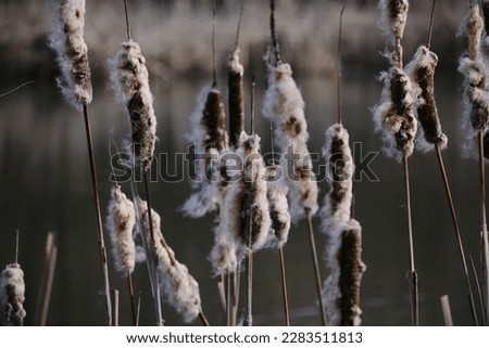 Reed mace in early spring. Dry Cattail. Bulrush. Spikes with Fluff. 