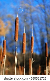 Reed mace soft focus