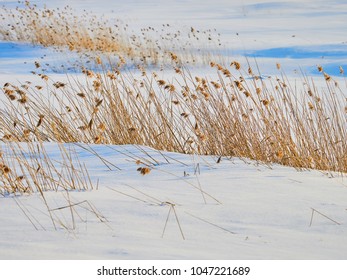 Beautiful Nature View Field Dry Grass Stock Photo (Edit Now) 130174304