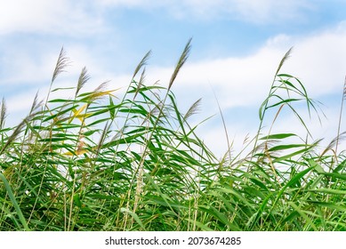 The reed is ordinary against the blue sky.  Green grass near a fresh pond. Thin stems with long leaves are swaying in the wind. Lake grass growing towards the sky.