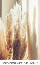 Reed Plume Stem, Dried Pampas Grass, Decorative Feather Flower Arrangement for Home, Beach Theme, New Trendy Home Decor, Summer direct light with strong shadows