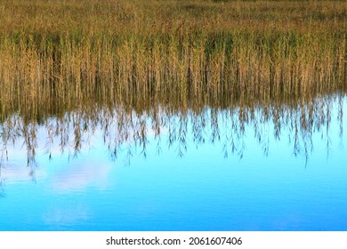 Reed reflecting in the the blue water of a lake. Selective focus. High quality photo